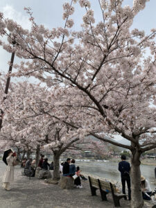 Sakura