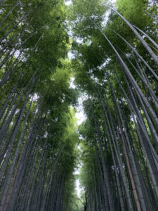 Arashiyama Bamboo forest